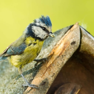 Redwell   07 06 2016   D3s (12 Of 136).jpg